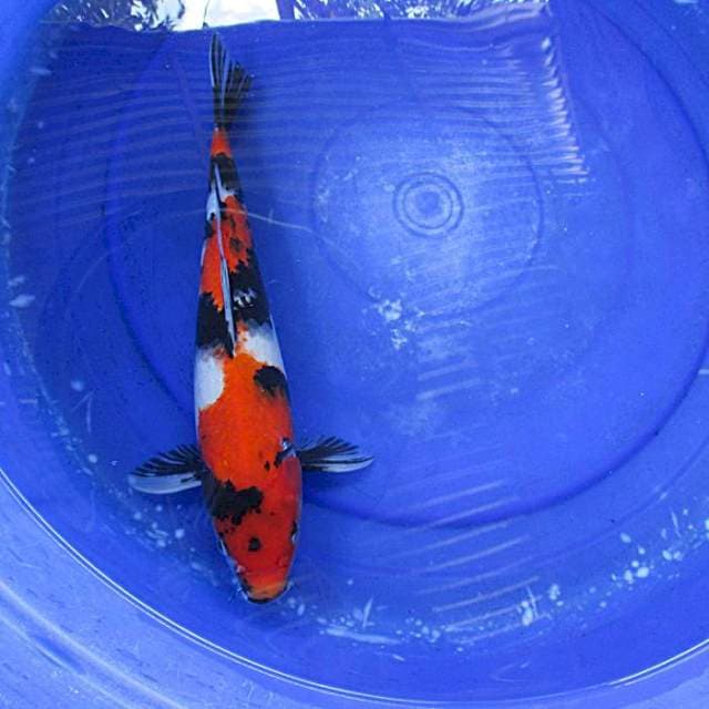 Showa sansoku ±35cm