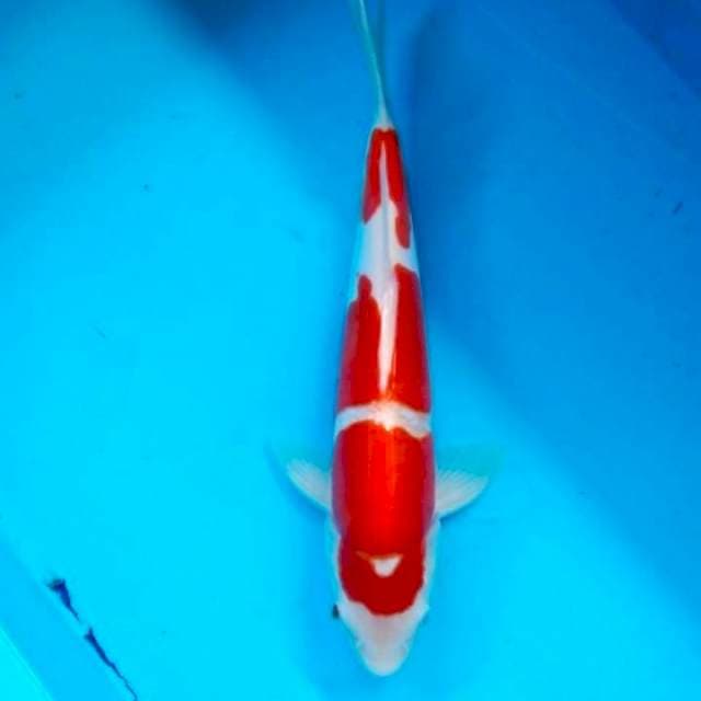 Kohaku doit murni 35bu