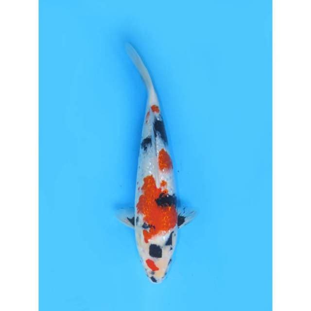 Kindai Showa Full Ginrin - 35cm