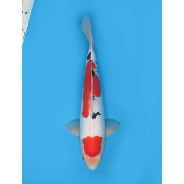 Jumbo Sanke Doitsu - 39cm
