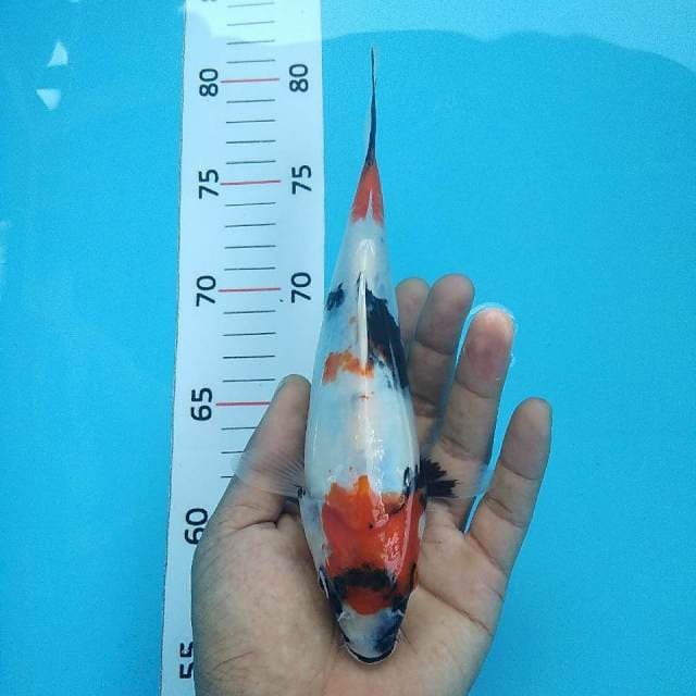 Showa*21cm