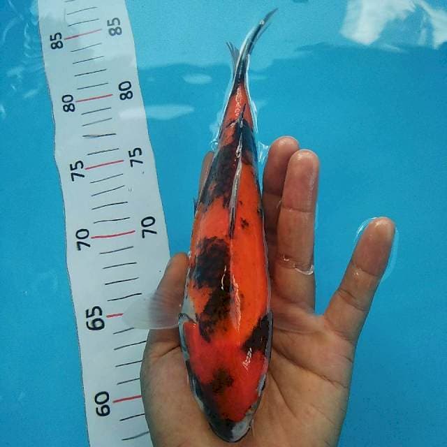 Showa*20cm