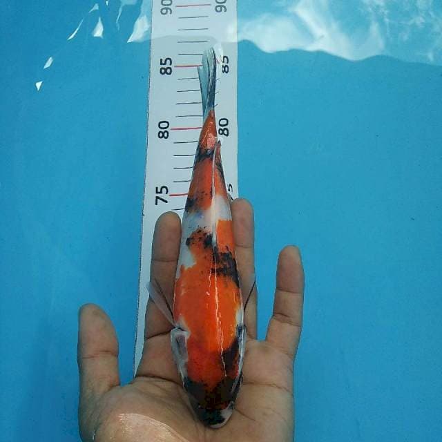 Showa*20cm