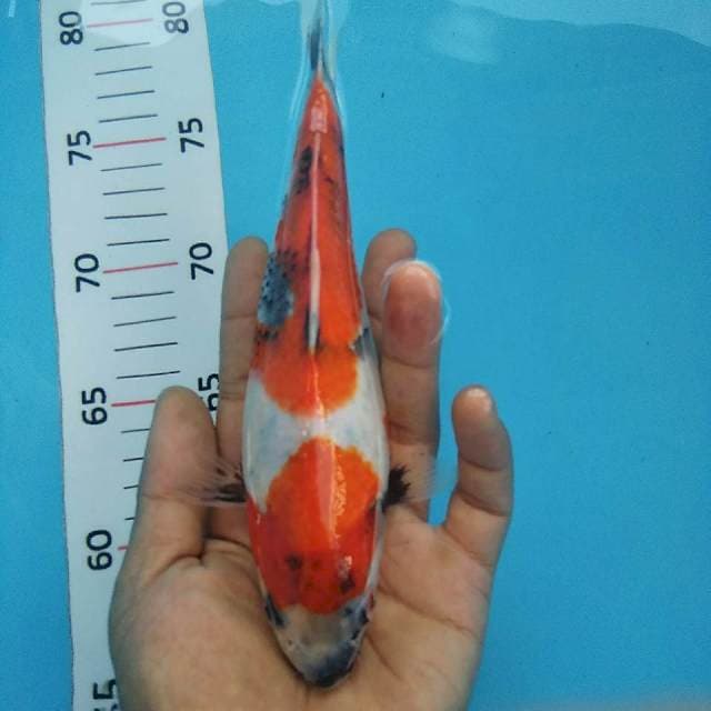 Showa prospek*21cm