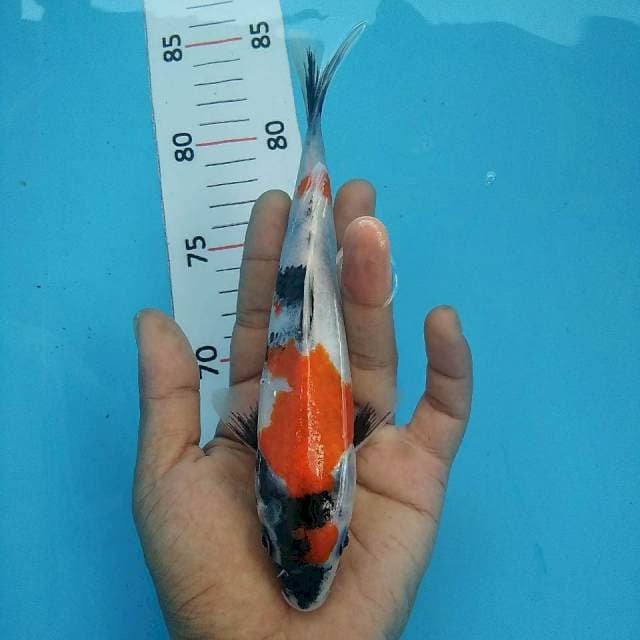 Kindai Showa*20cm