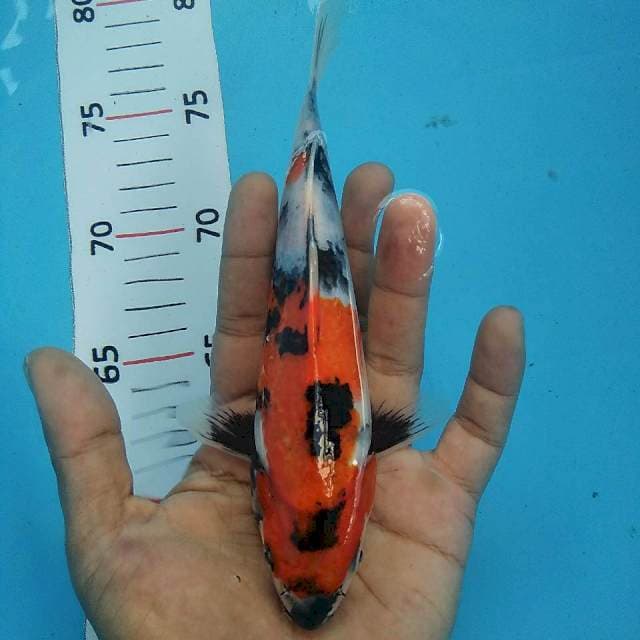Showa Joss*21cm
