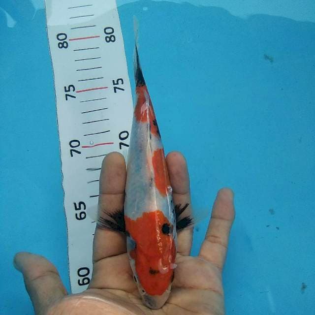 Showa*20cm