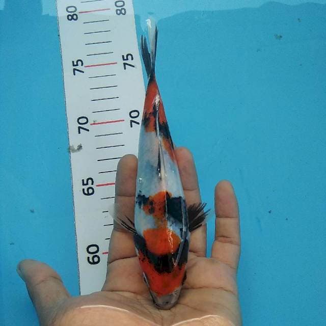 Showa calonnya*20cm