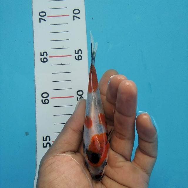 Showa *12cm calon