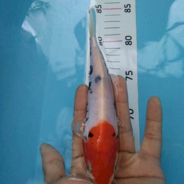 Beni kumon*20cm