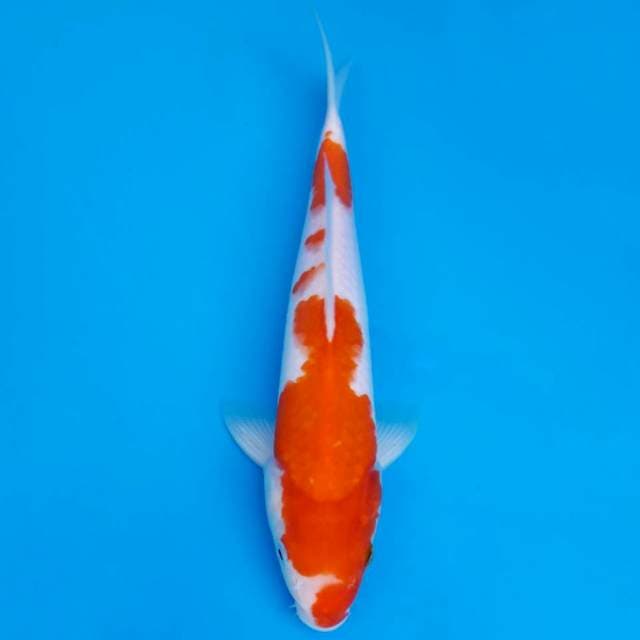 Kohaku 29cm