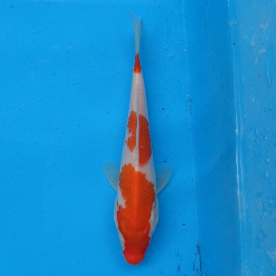 Kohaku F1