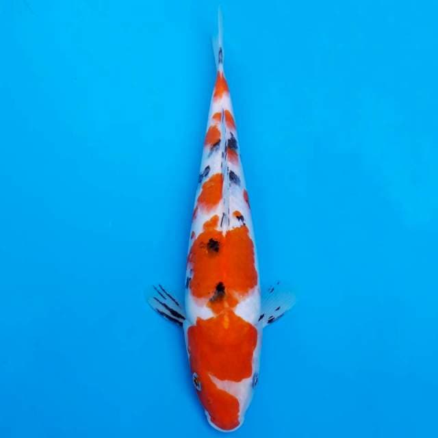 Sanke 32cm