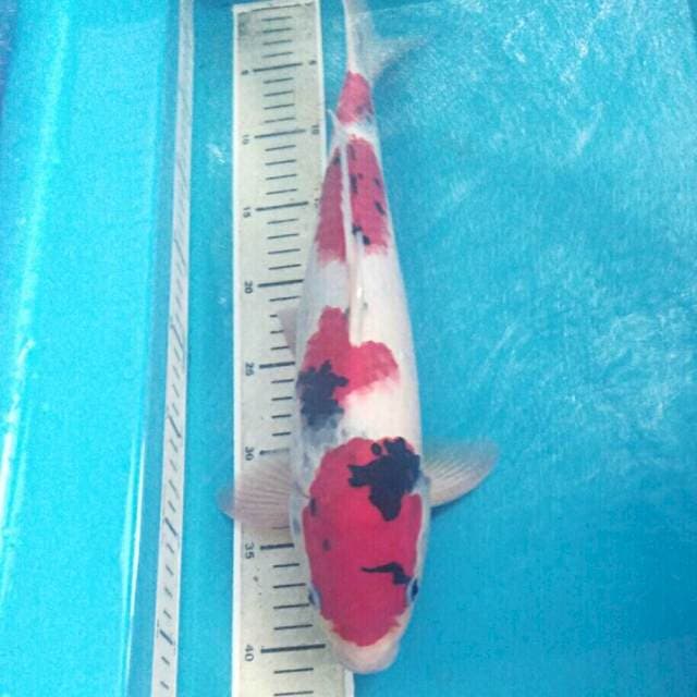 Showa, male 40 cm