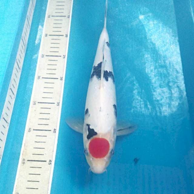 Tancho Sanke, male 34 cm