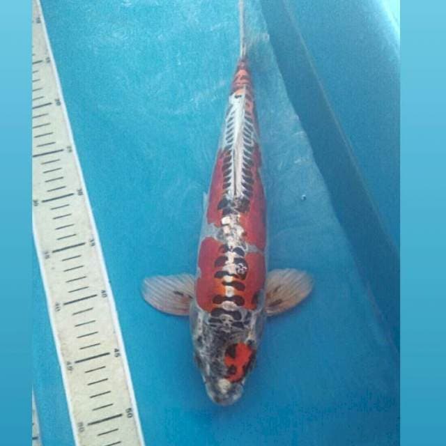 Kikokuryu, male 38cm
