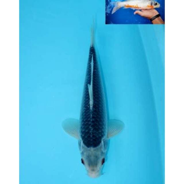 ASAGI 32 CM