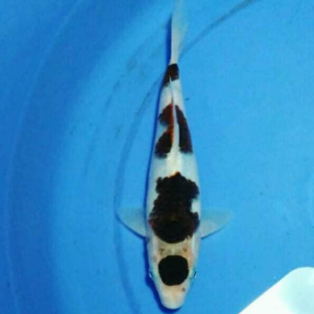 Maruten Goromo 20cm HQ