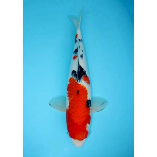SANKE 45 CM