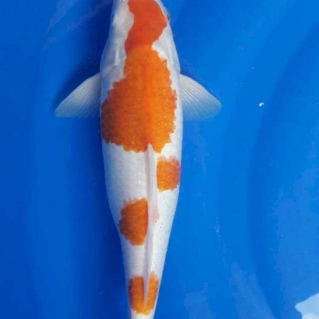33 cm kohaku