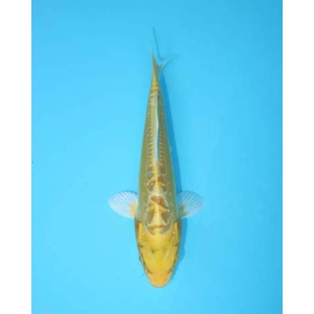 YAMABUKI OGON DOITSU 17 CM