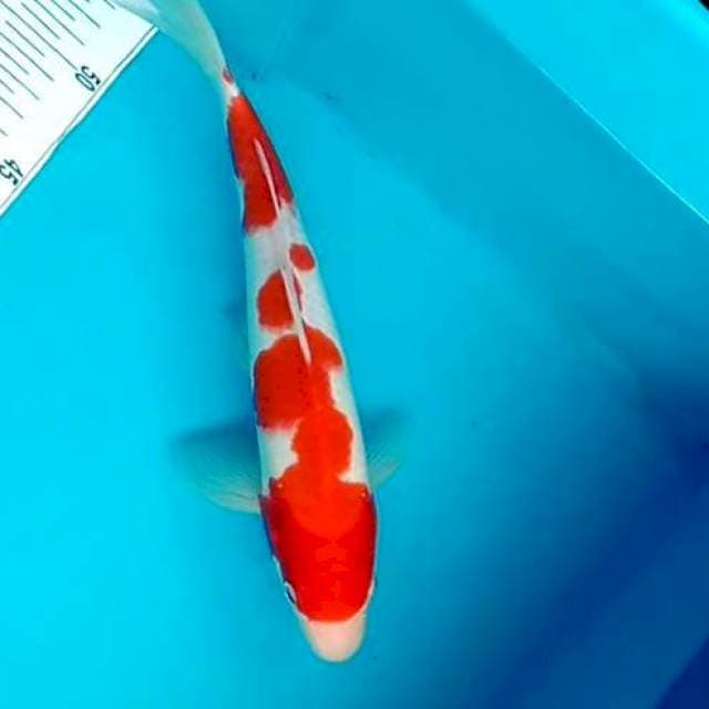 Kohaku # 31cm
