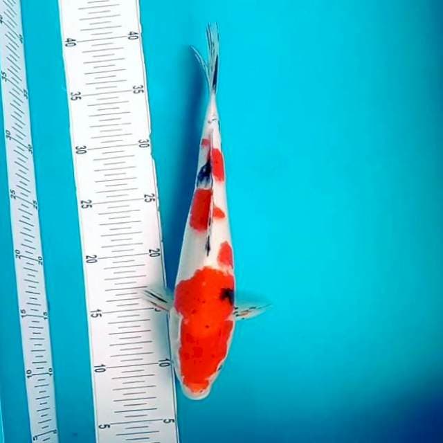 Sanke # 32cm