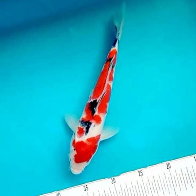Sanke # 29cm