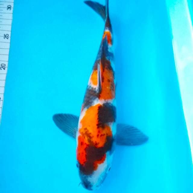 Showa 28cm calon jumbo
