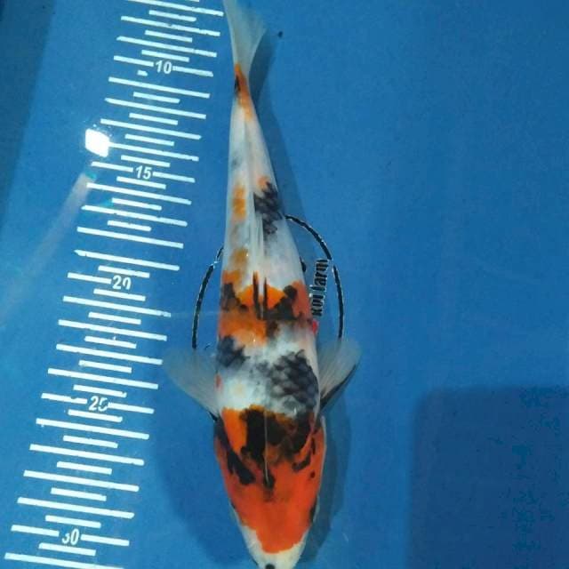 Showa 24cm