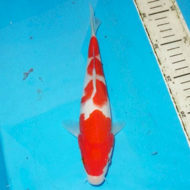KOHAKU