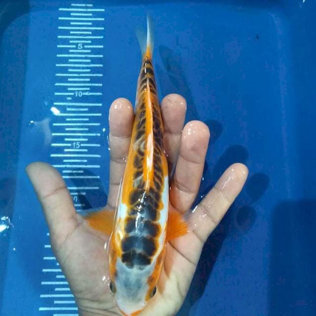 Shusui 23cm