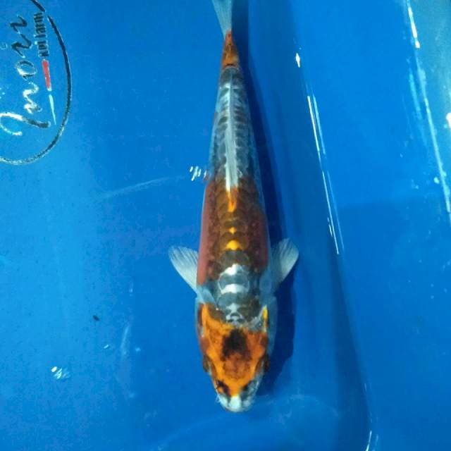 Kikko 23cm