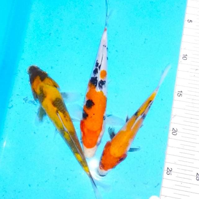 Mix 16-19cm