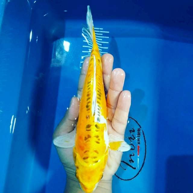 Aragoke 25cm