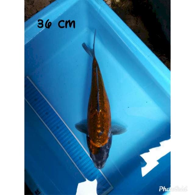 Kawarimono semox 36 cm