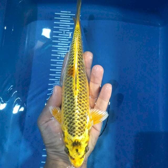 Matsuba 27cm