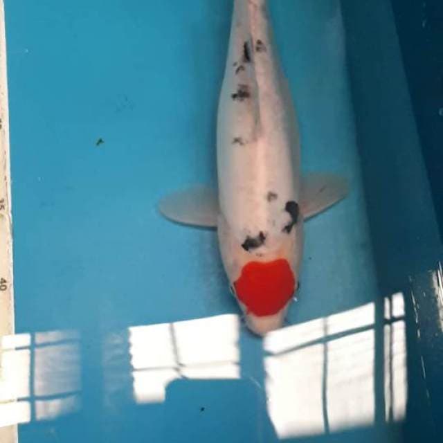 Tancho sanke doitsu original 29 cm