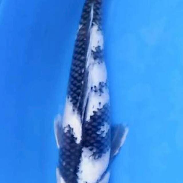 Tanco soa 33cm