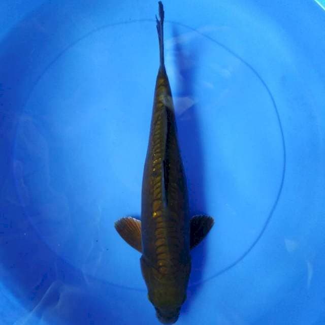 Chagoi doits 37 cm