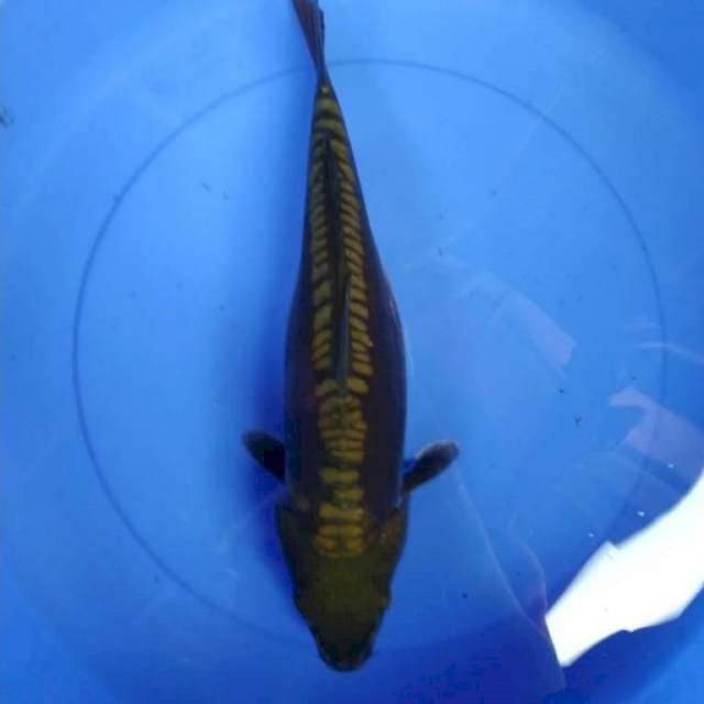 Cagoi doits 40 cm
