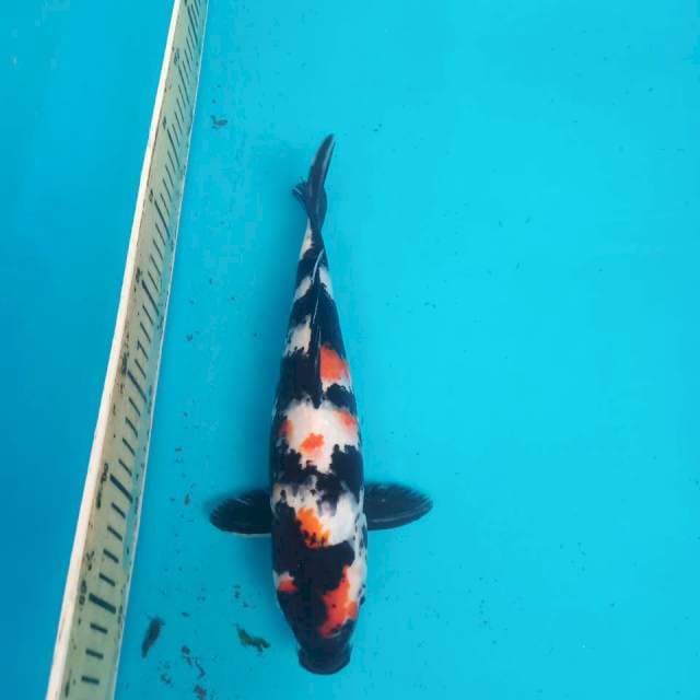 3. Showa 30cm (f)