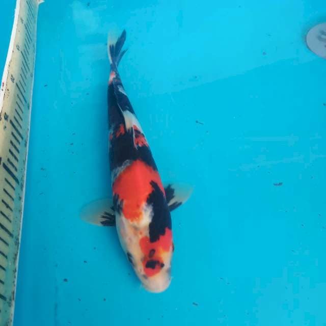 7. Showa 30cm (f)