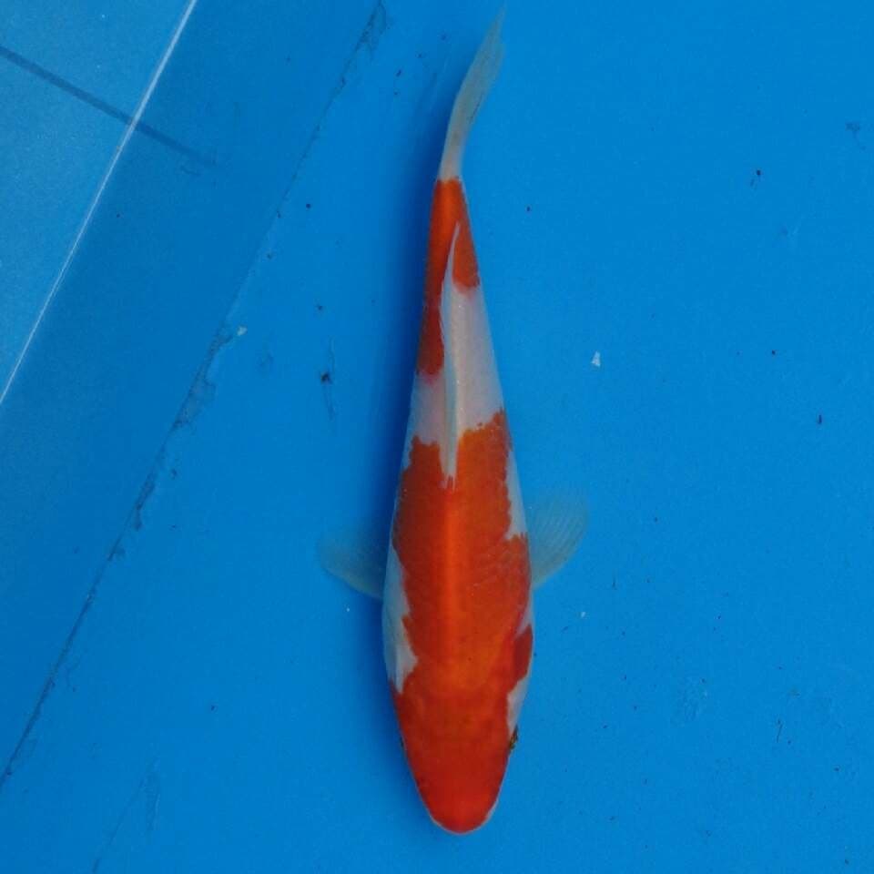 Kohaku F1