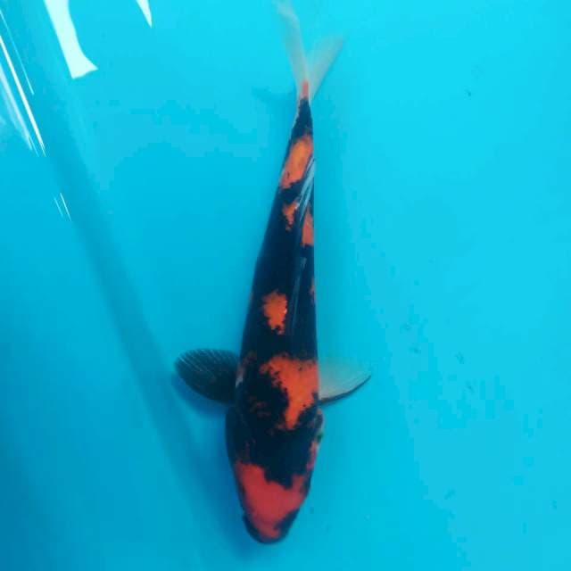 11. Showa 28cm (f)