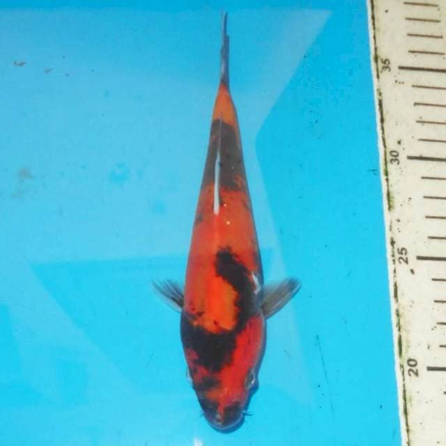 24cm HI UTSURI