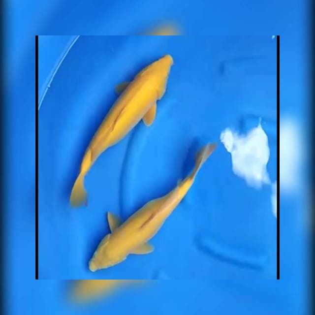 Karasigoi paket