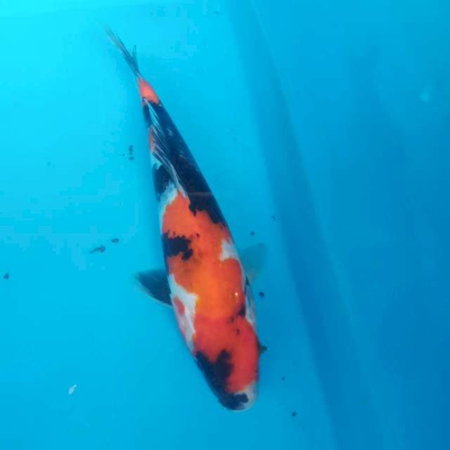 16. Showa 30cm (m)