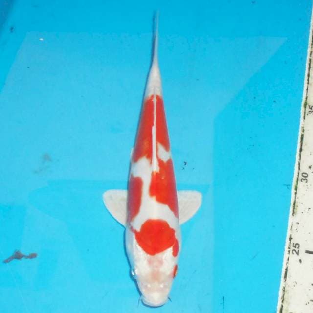 23cm KOHAKU hikari