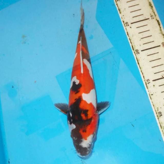 26cm DOITSU SHOWA